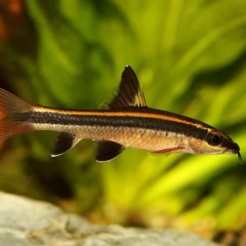 Epalzeorhynchos kalopterus  - Schönflossige rüsselbarbe